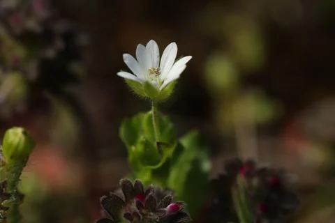 Small spring first flower in the grass. Wild flowers outdoor in nature Stock Photos