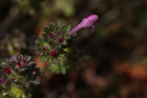 Small spring first flower in the grass. Wild flowers outdoor in nature Stock Photos