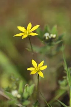 Small spring first flower in the grass. Wild flowers outdoor in nature Stock Photos