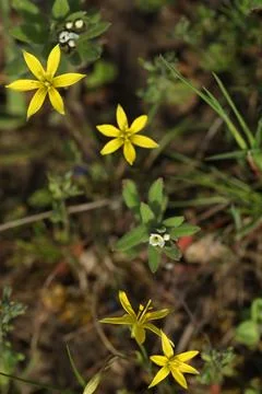 Small spring first flower in the grass. Wild flowers outdoor in nature Foto stock