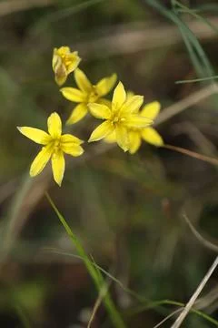Small spring first flower in the grass. Wild flowers outdoor in nature Stock Photos