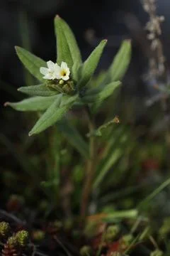 Small spring first flower in the grass. Wild flowers outdoor in nature Stock Photos