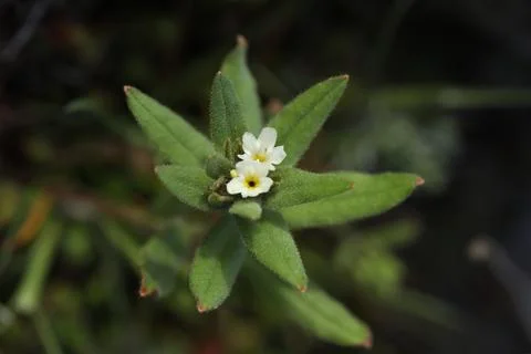 Small spring first flower in the grass. Wild flowers outdoor in nature Stock Photos