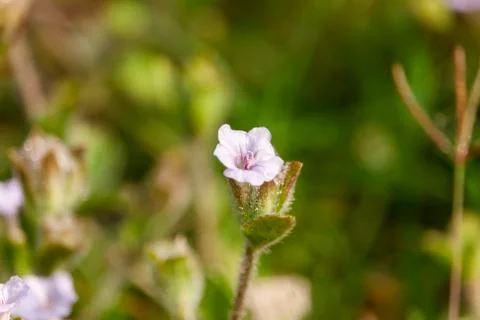 Small Spring Flower Stock Photos