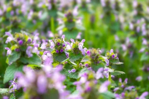 Small spring flowers. Pink spring flowers. Flowers on the meadow. Stock Photos