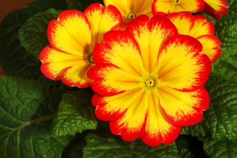 Small, spring flowers primroses Stock Photos