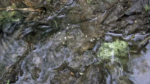 Small spring Stock-Footage 38706145