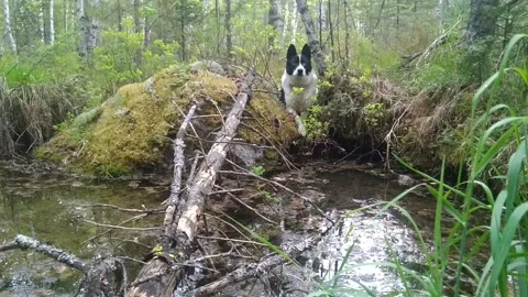 Small spring in the forest Stock Footage 202169027