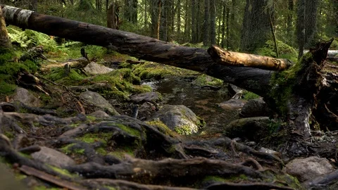 Small spring in peaceful forest 1 Видео 117252191