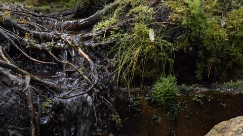 Small spring in peaceful forest 2 動画素材 117252189