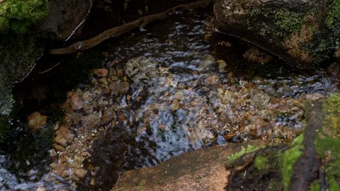 Small spring in peaceful forest 3 Stock-Footage 117252182
