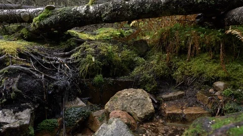 Small spring in peaceful forest 5 Stock Footage 117251812