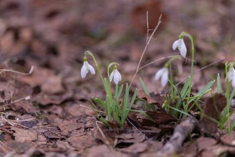 Small spring snowdrops found in leafstrewn patch with tender green shoots and 스톡 사진