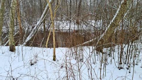 Small spring stream among bushes and trees in snowy January forest Stock Photos