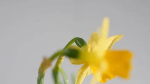 Small spring yellow daffodil flower plant with bright green stems Stock Footage 88507406