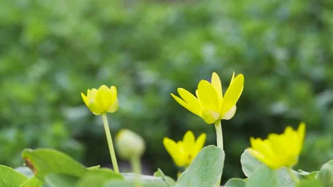 Small spring yellow flower close up Ficaria verna Stock Footage 197360166