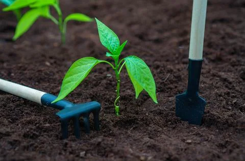 A small sprout in a bed of dark soil next to gardening tools. Rake and shovel Stock Photos