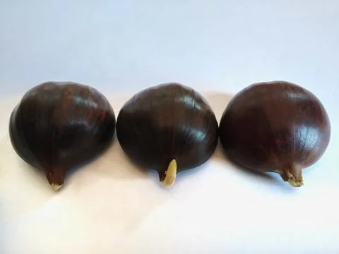 Small sprout chestnut ,a chestnut sprout on white background isolated. Stock Photos