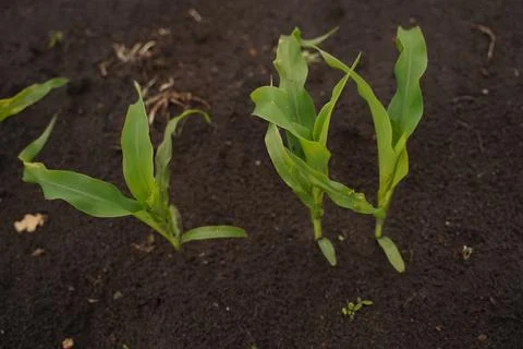 A small sprout of corn in a field Photos
