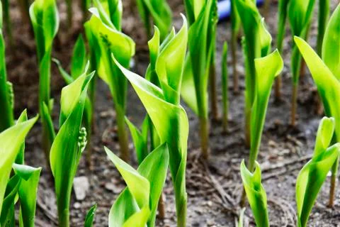 The small sprout of corn Stock Photos