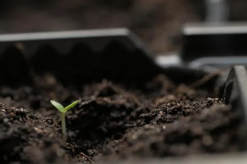 Small sprout from the earth Stock Photos