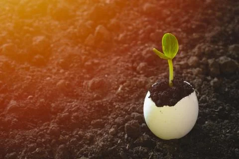 A small sprout in the eggshell against the background of the soil. the beginn Stock Photos