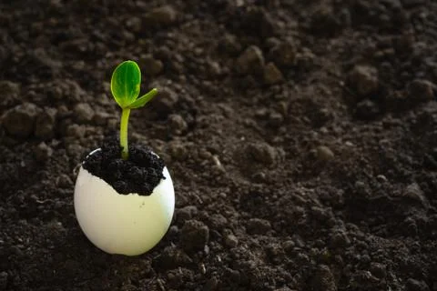 A small sprout in the eggshell against the background of the soil. the beginn Stock Photos