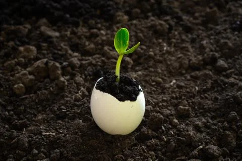 A small sprout in the eggshell against the background of the soil. the beginn Stock Photos