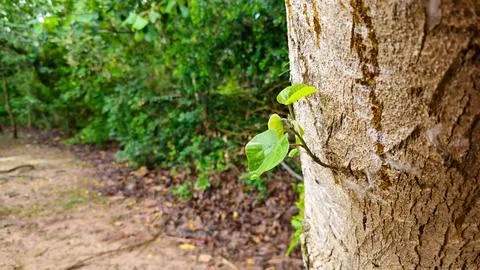 Small sprout growing from the tree trunk Foto stock