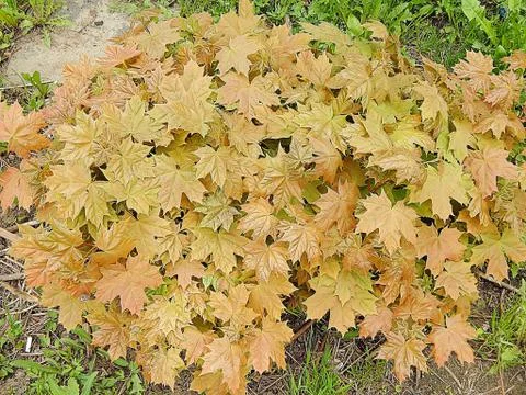 A small sprout of a maple tree close up Stock Photos