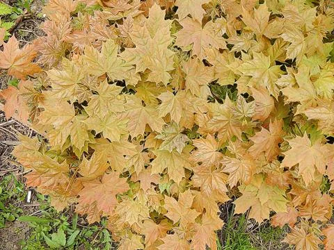 A small sprout of a maple tree close up Stock Photos
