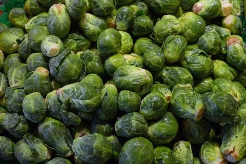 Small sprout Stock Photos