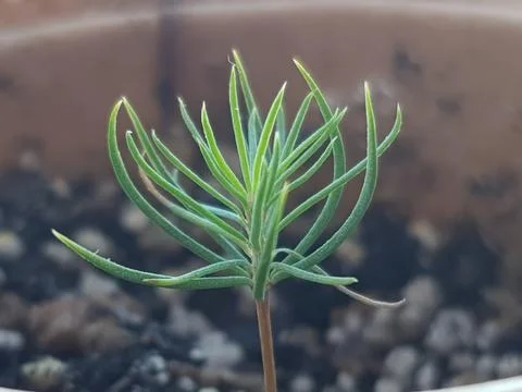 Small sprout of pine Stock Photos