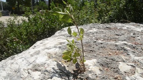 A small sprout of a tree Stock Footage 115207042
