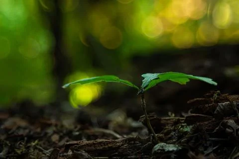 Small sprout of a tree in the forest. Stock Photos