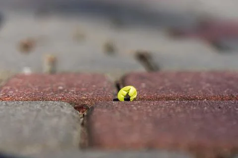 A small sprout of a tree with a green leaf makes its way through concrete tiles Stock Photos