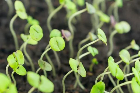 Small, sprouted sprouts of basil, the first two leaves. in a container for se Stock Photos