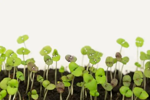Small, sprouted sprouts of basil, the first two leaves. in a container for se Stockfoto's