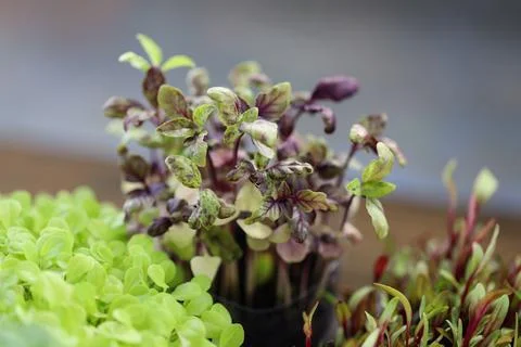 Small sprouts of basil close-up. Growing basil microgreens Stock Photos