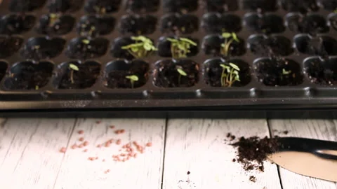 Small sprouts in black plastic cells, green seedlings. Sprouts of basil in fe Stock Footage 131362619