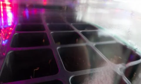 Small sprouts in a box in the light of a phytolamp. close-up. Fotos de archivo