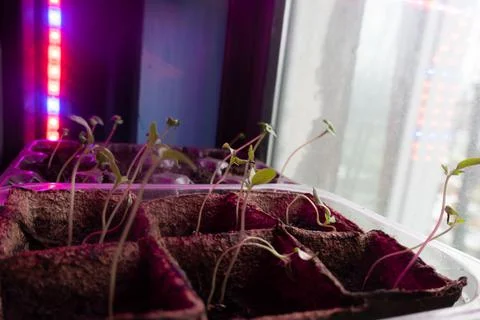 Small sprouts in a box in the light of a phytolamp. close-up. Stock Photos