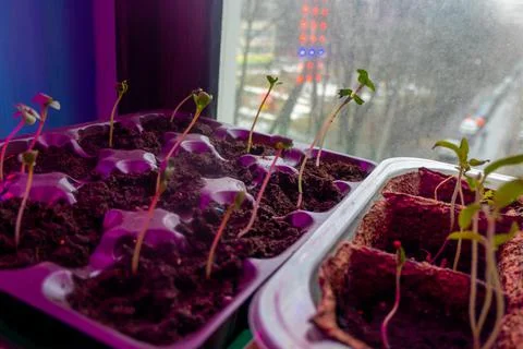 Small sprouts in a box in the light of a phytolamp. close-up. Stock Photos