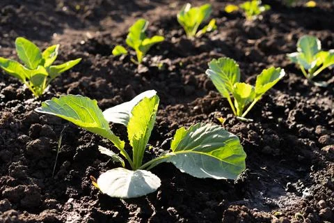 Small sprouts of cabbage in the ground, vegetables in the garden in the spring Stock Photos