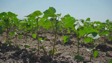 Small sprouts of cotton in the field Stock Footage 155210398