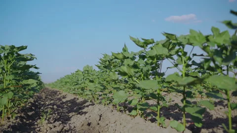 Small sprouts of cotton in the field Stock Footage 155409600