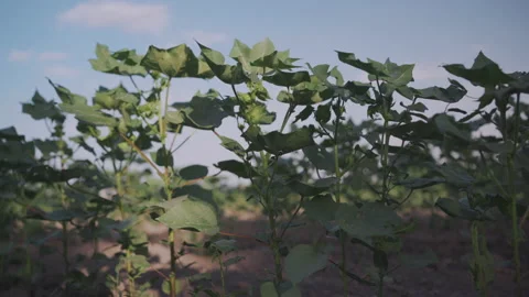 Small sprouts of cotton in the field Stock Footage 155809469