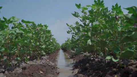 Small sprouts of cotton in the field Stock Footage 156977504