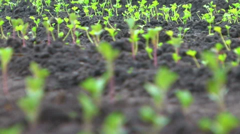 Small Sprouts Stockbeeldmateriaal 38749632