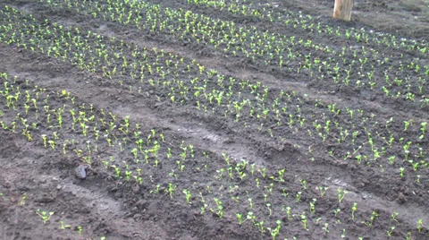 Small Sprouts Stock Footage 38749815